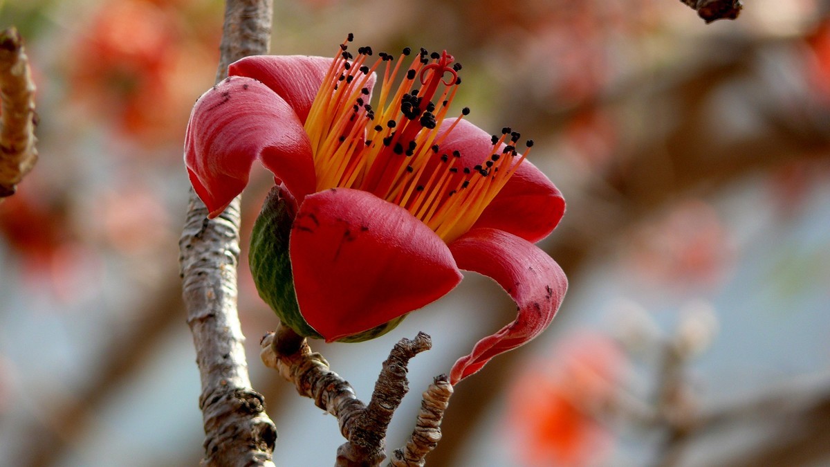 攀枝花（又木棉花）