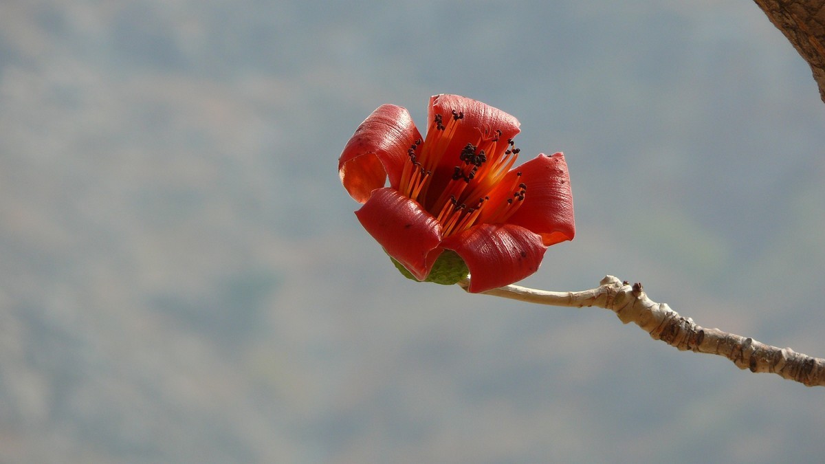 攀枝花（又木棉花）
