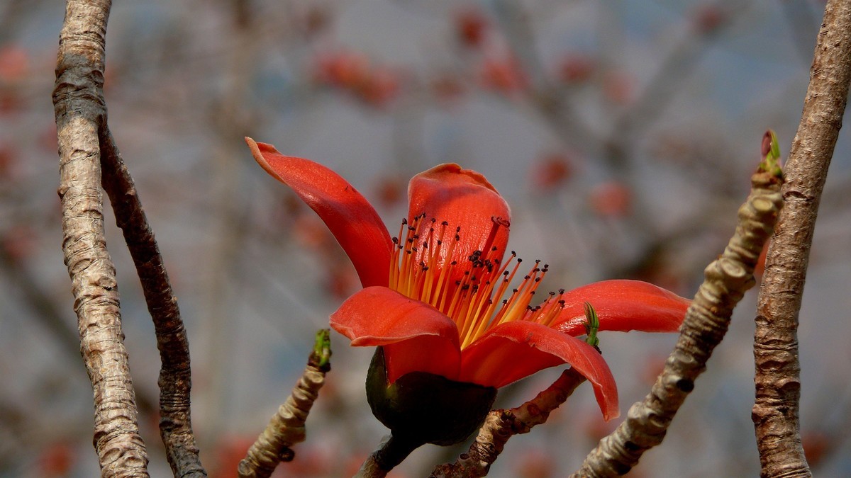 攀枝花（又木棉花）