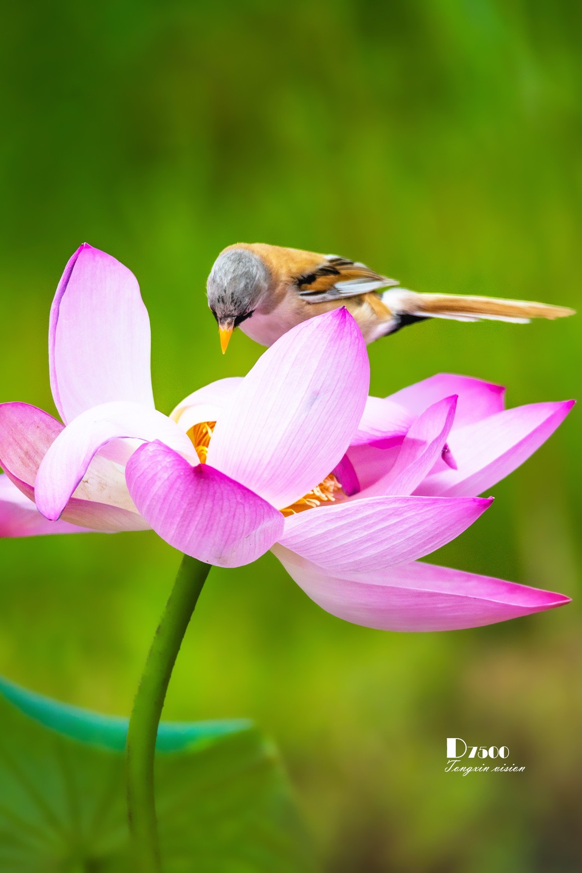 雀与荷花（72）