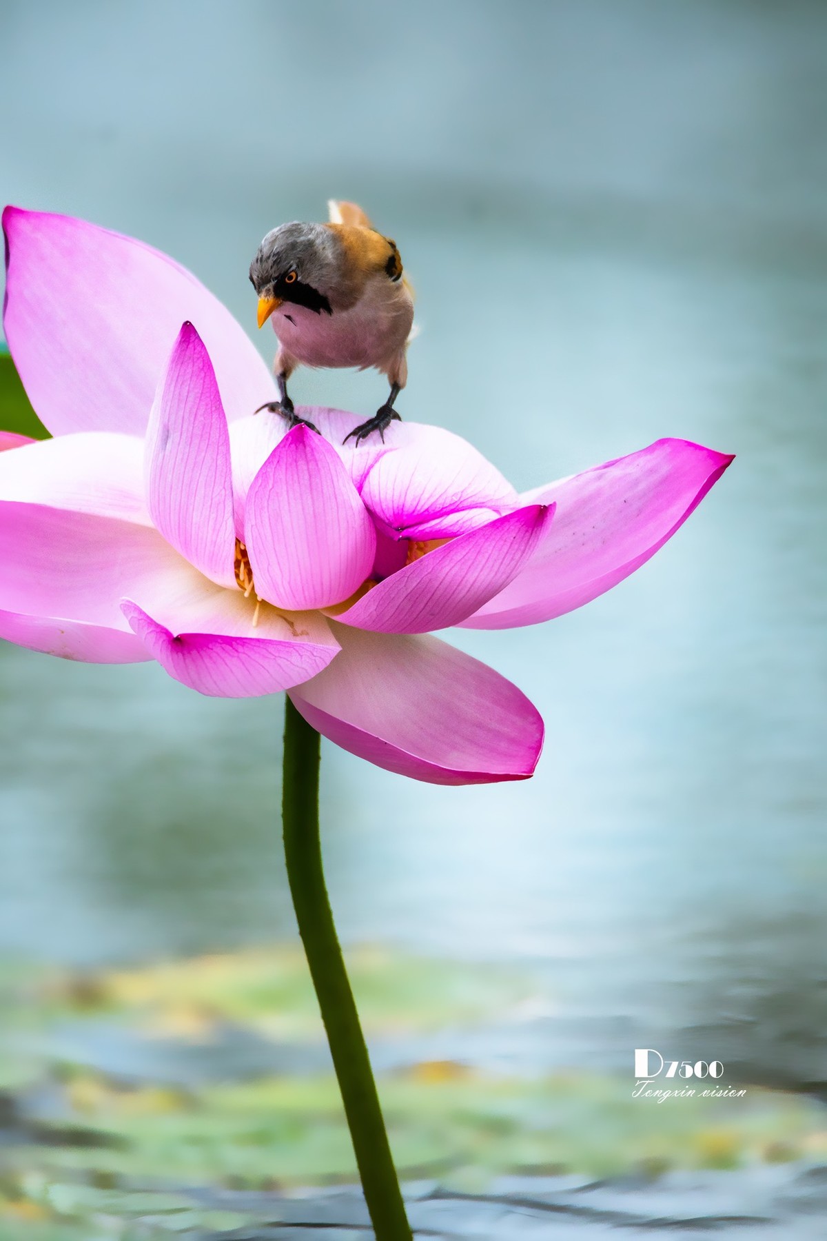 雀与荷花（72）