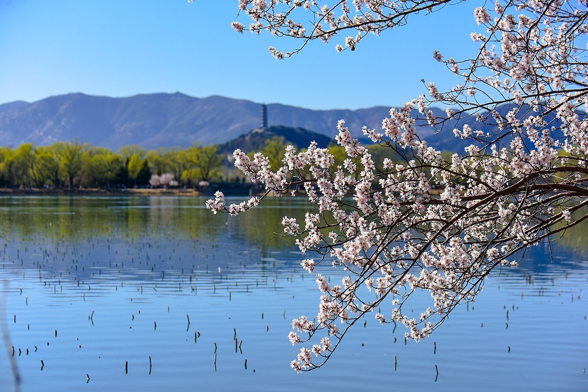 颐和园山桃花开西堤图片