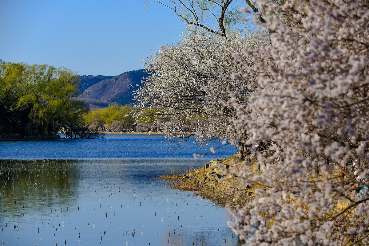 桃花风景 最美图片