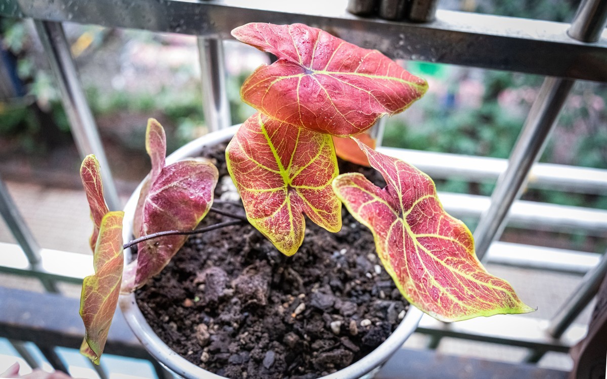 z72及Z26/2.8饼干头到手第一天感受