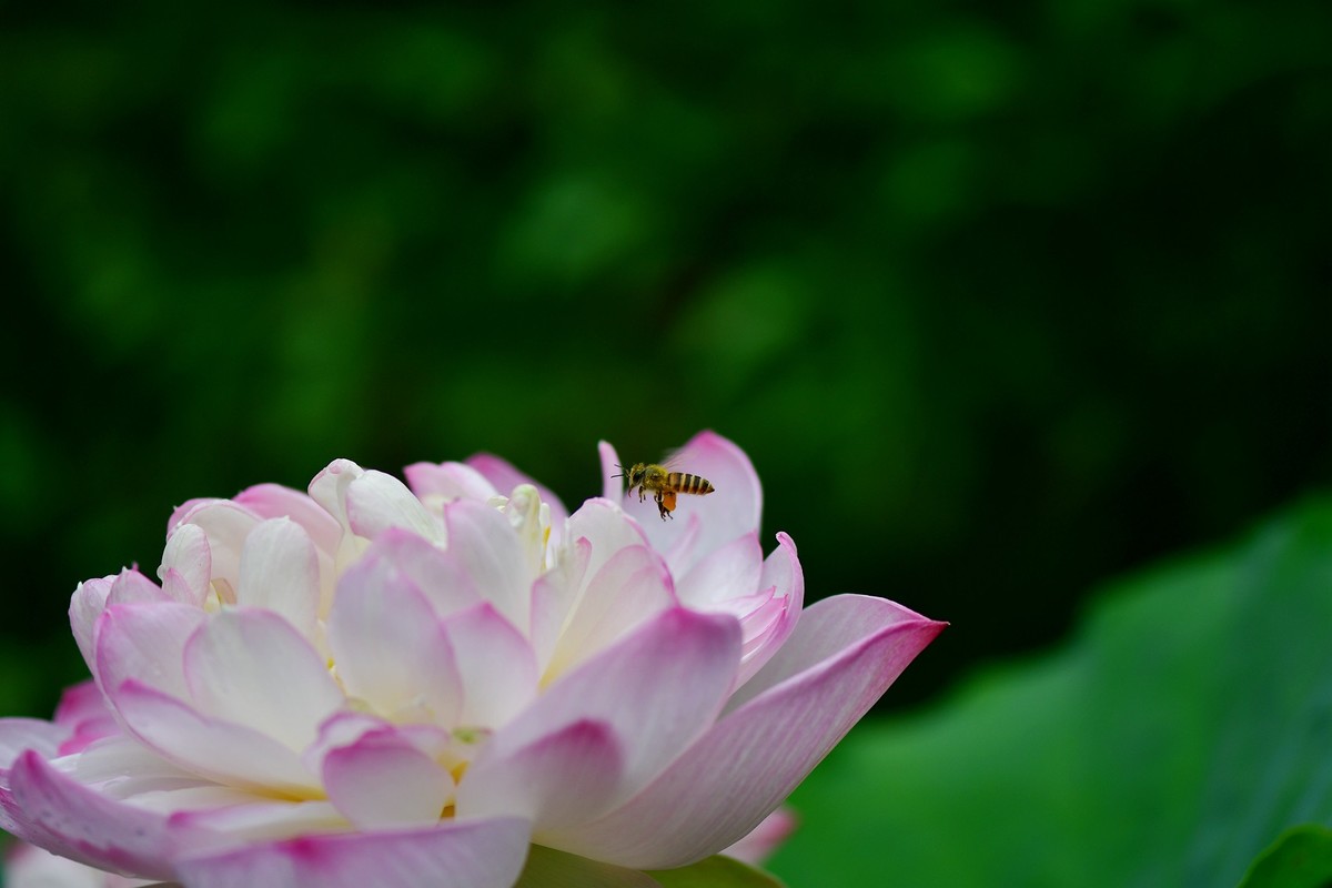 蜜蜂恋荷