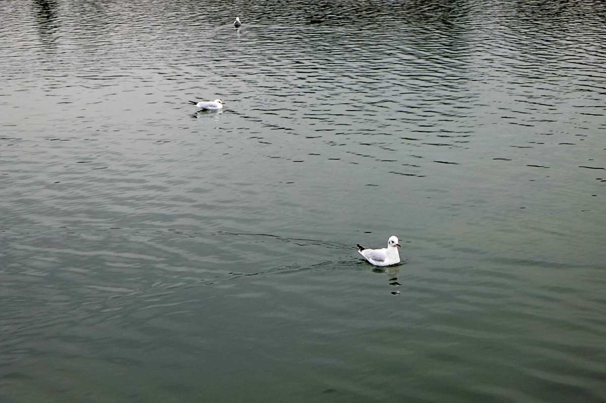 “枫丹白露”（Fontainebleau）（巴黎）