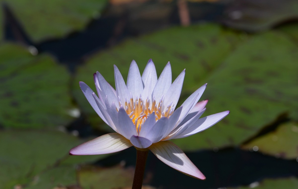 小水花