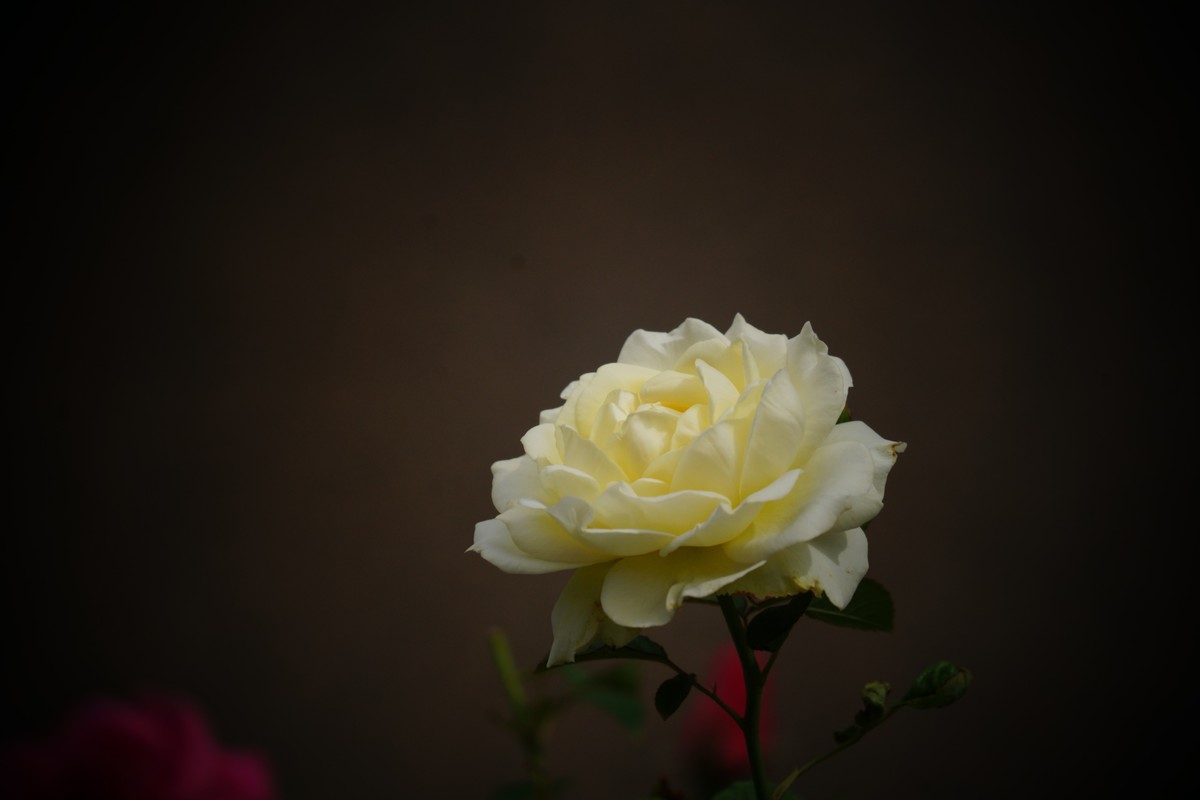 月季花