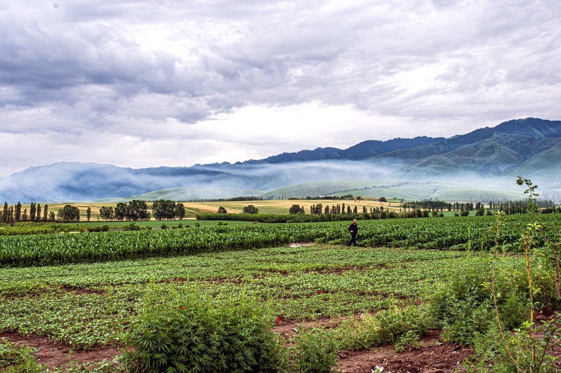 那拉提河谷草原【2】