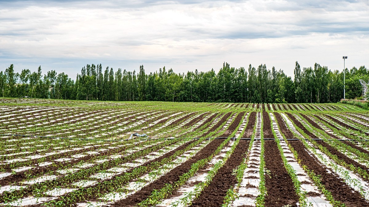 那拉提河谷草原【2】