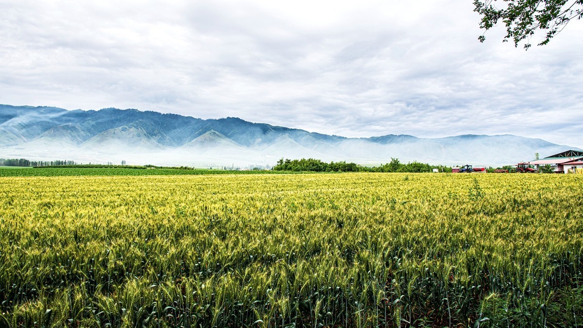 那拉提河谷草原【2】