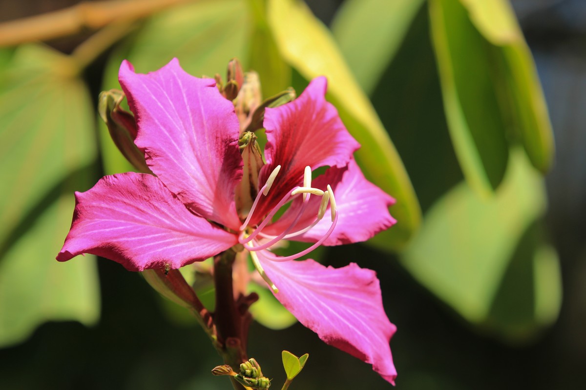 拍摄花卉一（406）