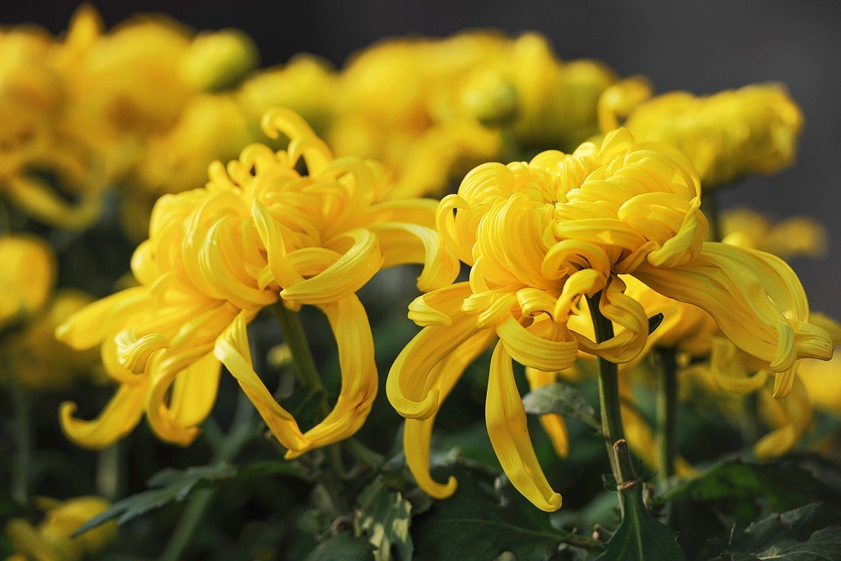 重新调整光影的菊花