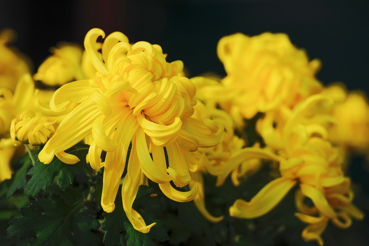 重新调整光影的菊花