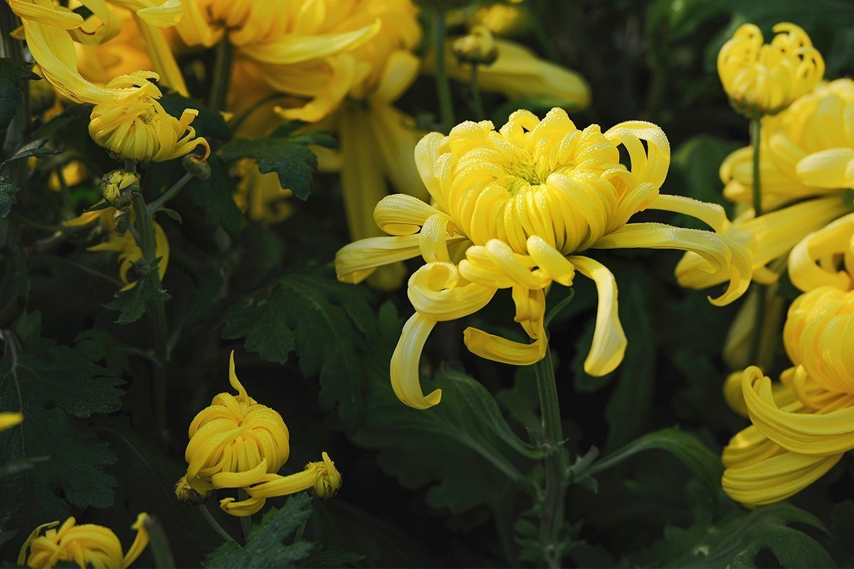 重新调整光影的菊花