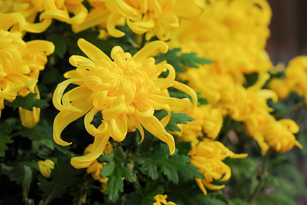 重新调整光影的菊花