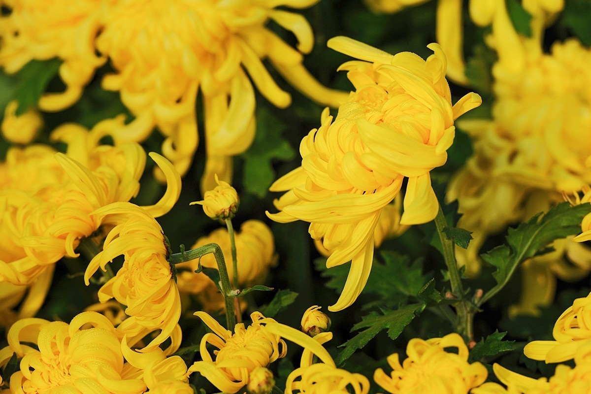 重新调整光影的菊花