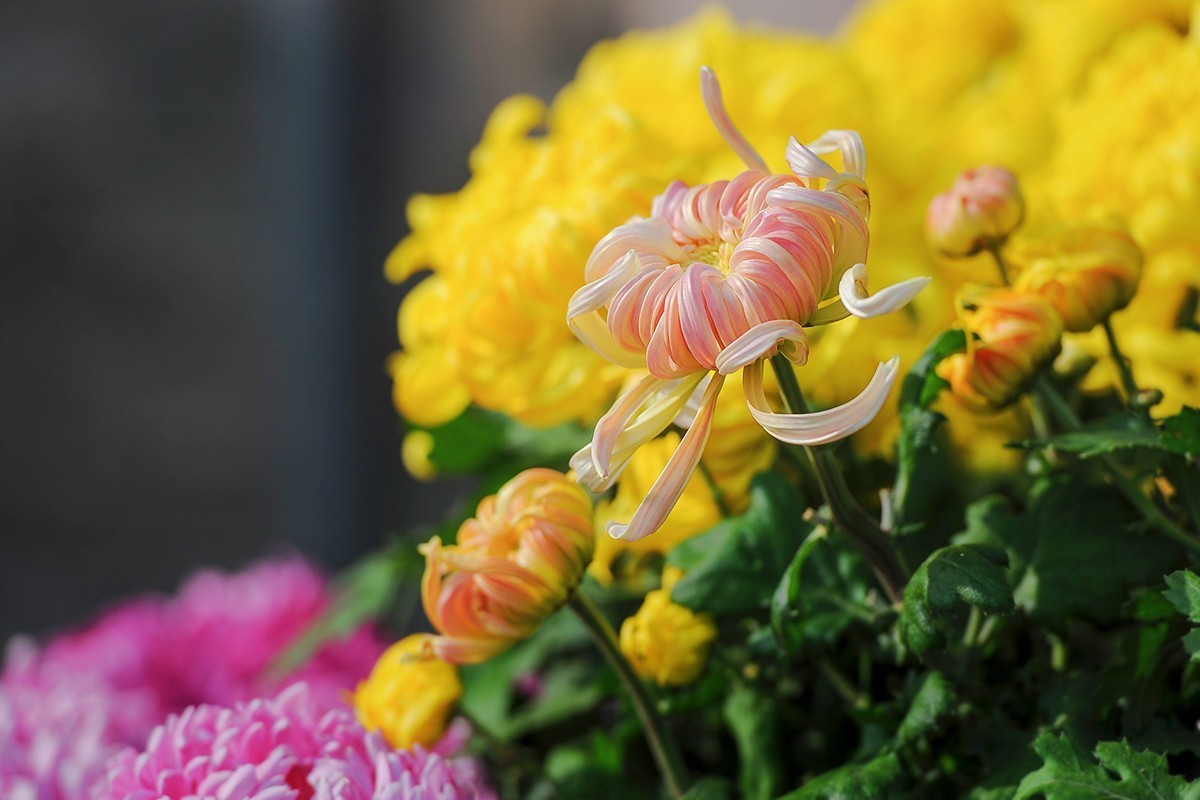 重新调整光影的菊花