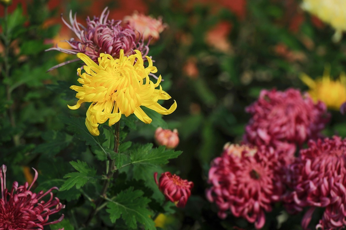 重新调整光影的菊花