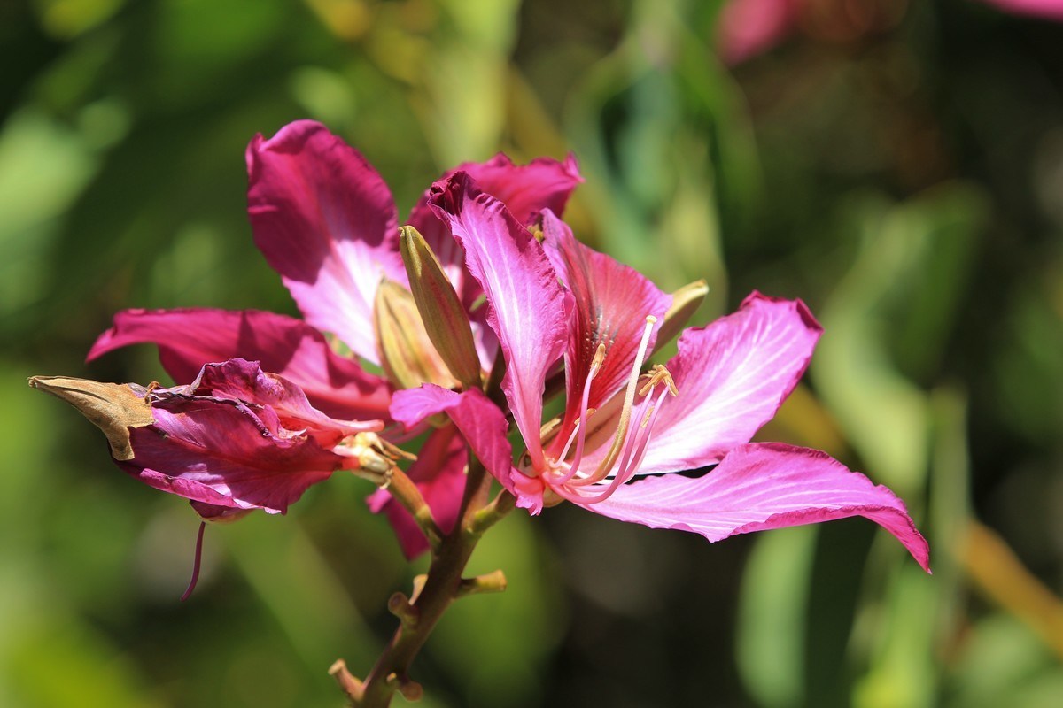 拍摄花卉一（406）