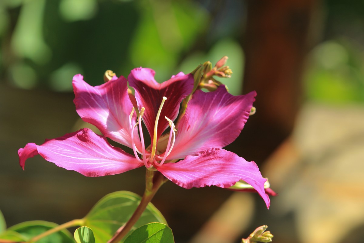 拍摄花卉一（406）