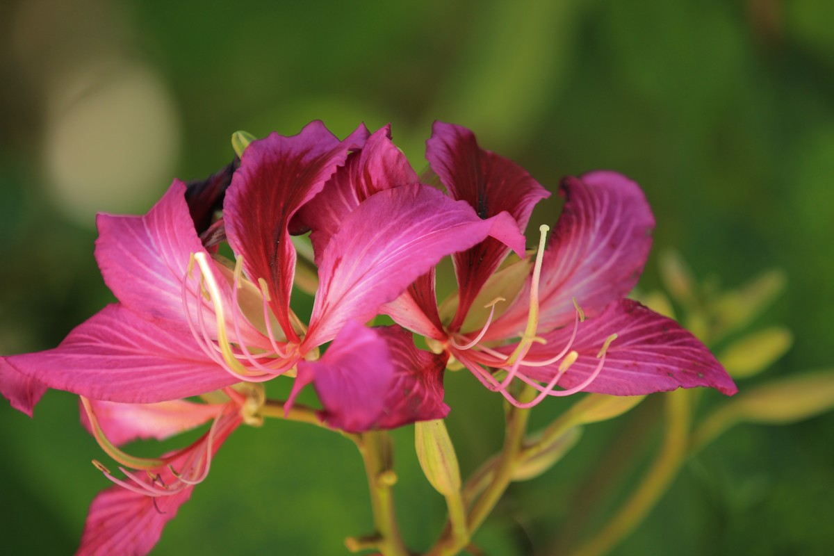 拍摄花卉一（406）