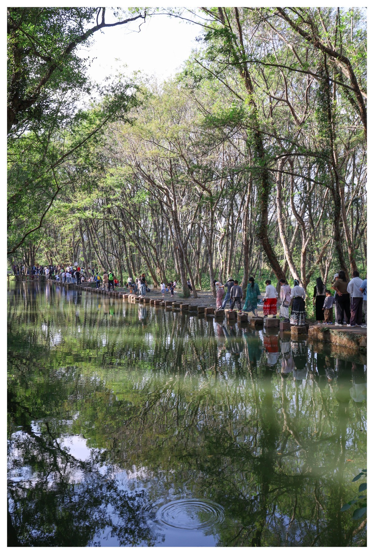 r6 24 105  国庆黄山西溪南村摄绿影仙踪