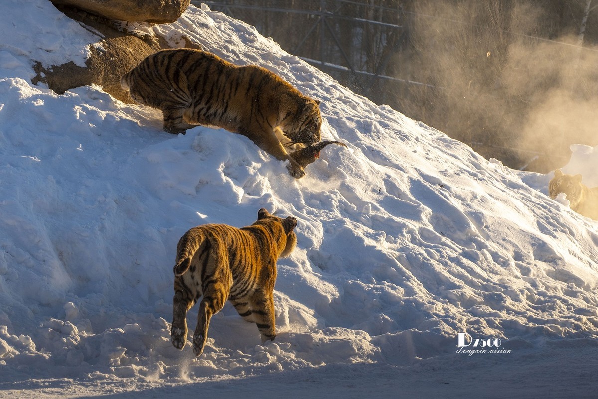 东北虎林园（45）