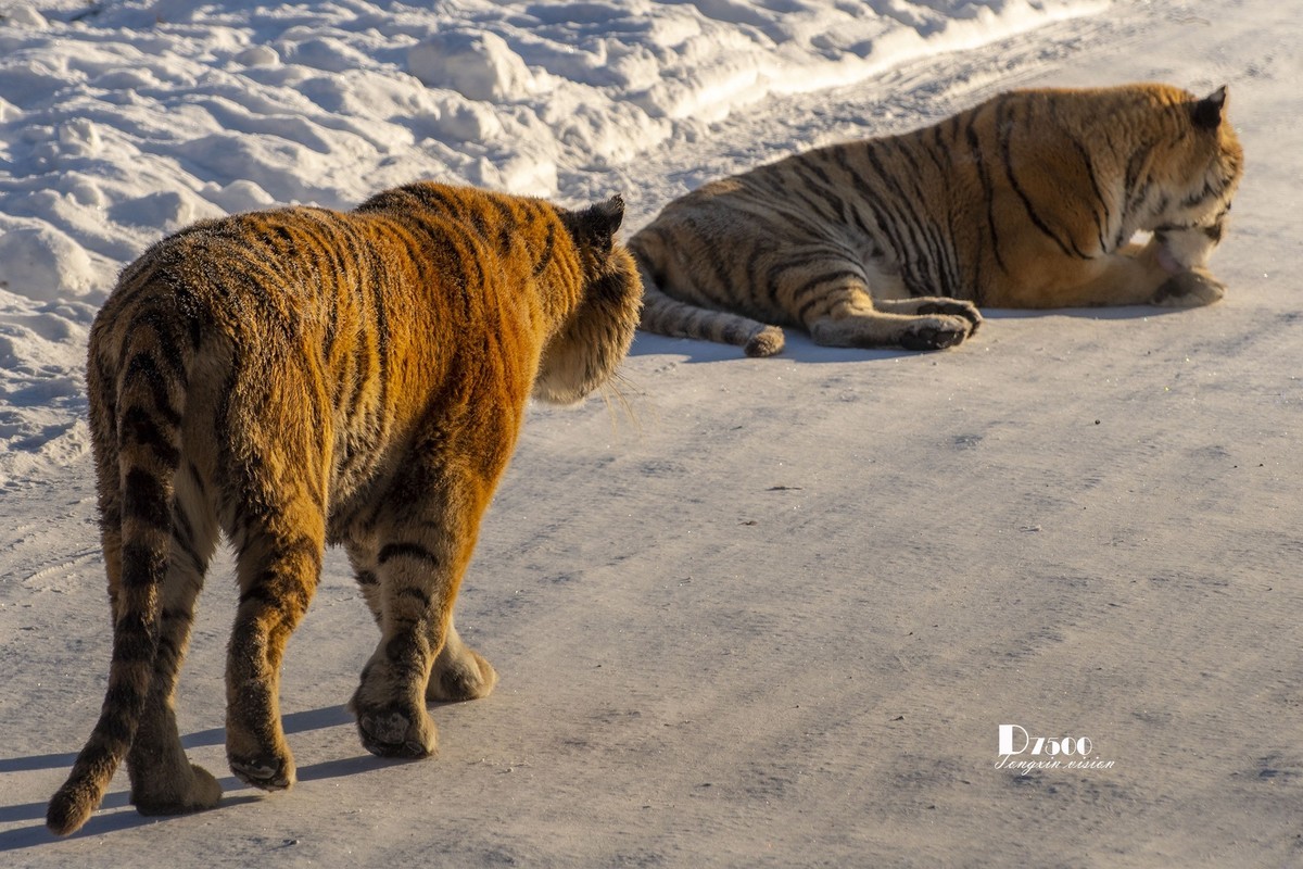 东北虎林园（45）