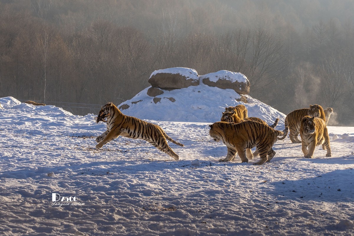 东北虎林园（45）