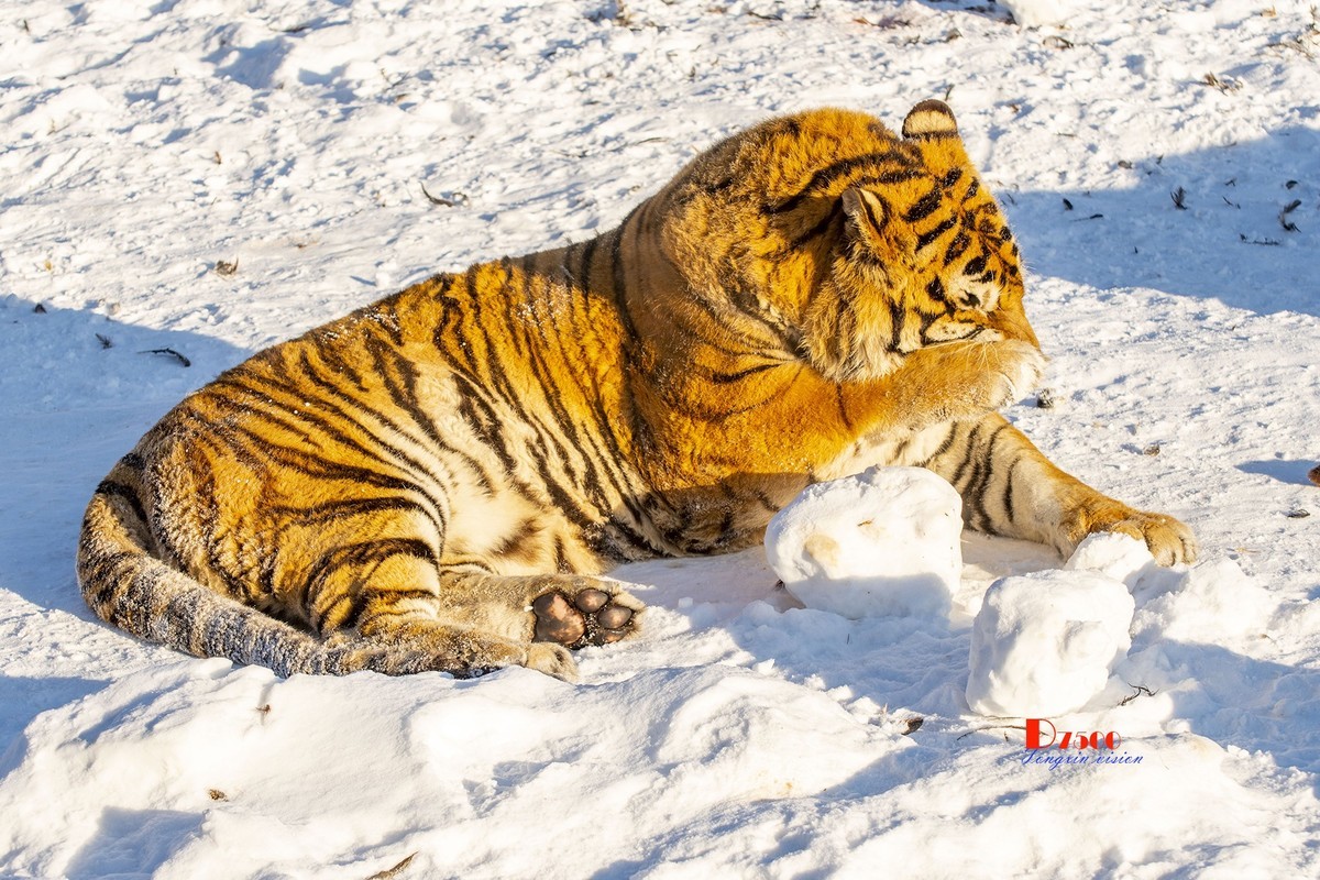 东北虎林园（45）