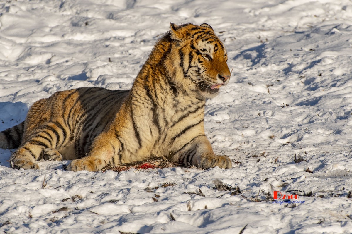 东北虎林园（45）