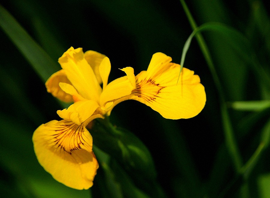 《不老松：纪实摄影》大美沧州： (6)千童公园的黄菖蒲！