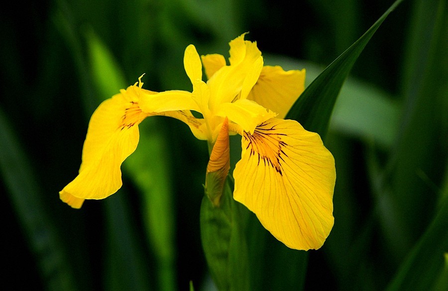 《不老松：纪实摄影》大美沧州： (6)千童公园的黄菖蒲！