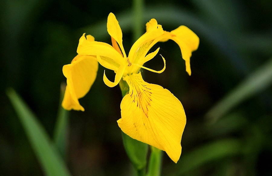 《不老松：纪实摄影》大美沧州： (6)千童公园的黄菖蒲！