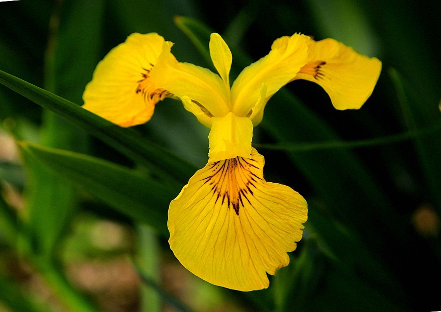 《不老松：纪实摄影》大美沧州： (6)千童公园的黄菖蒲！