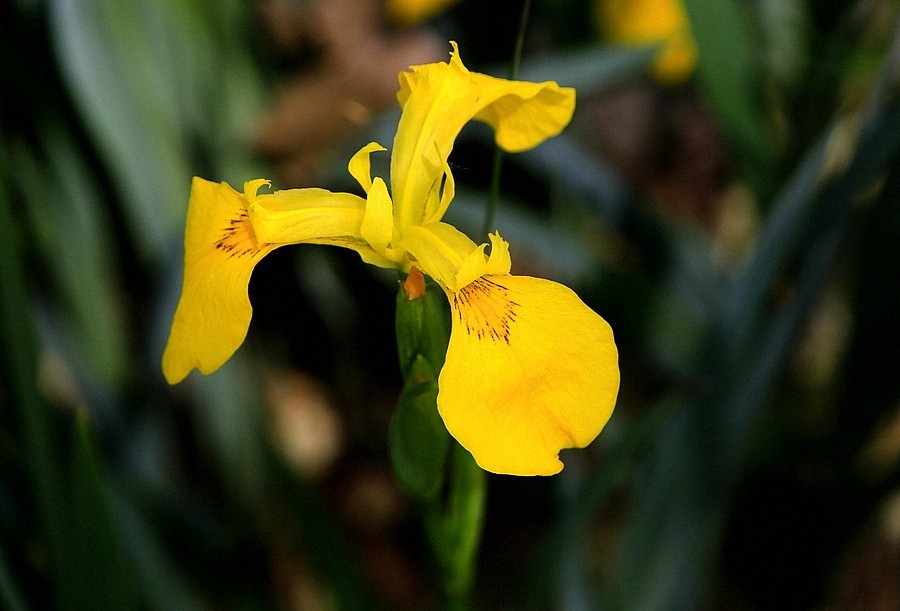 《不老松：纪实摄影》大美沧州： (6)千童公园的黄菖蒲！