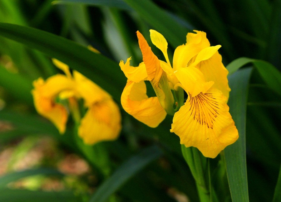 《不老松：纪实摄影》大美沧州： (6)千童公园的黄菖蒲！