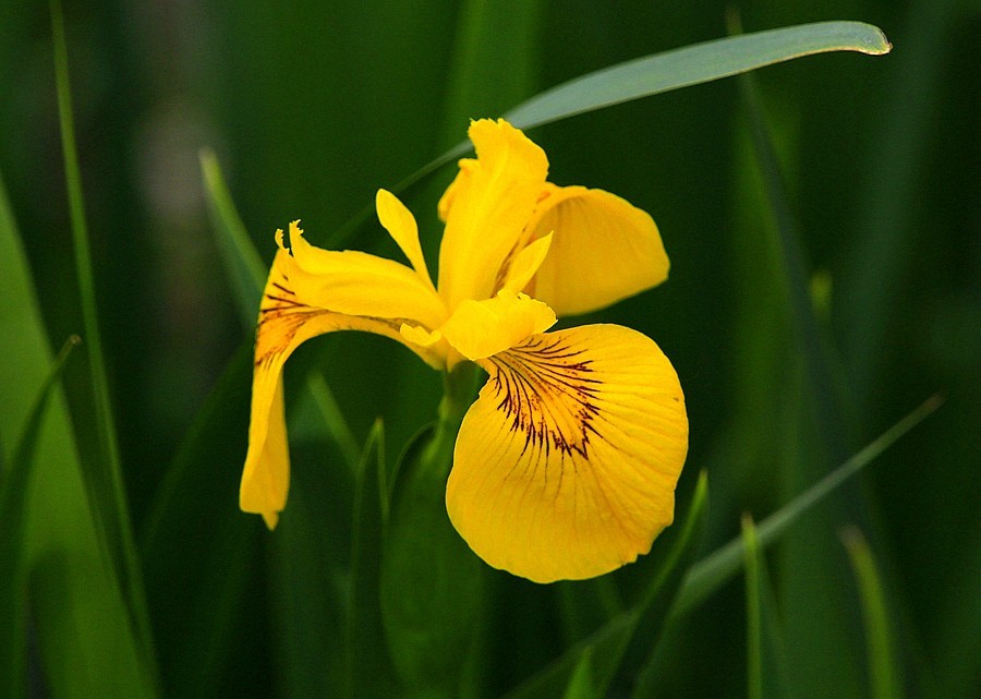《不老松：纪实摄影》大美沧州： (6)千童公园的黄菖蒲！