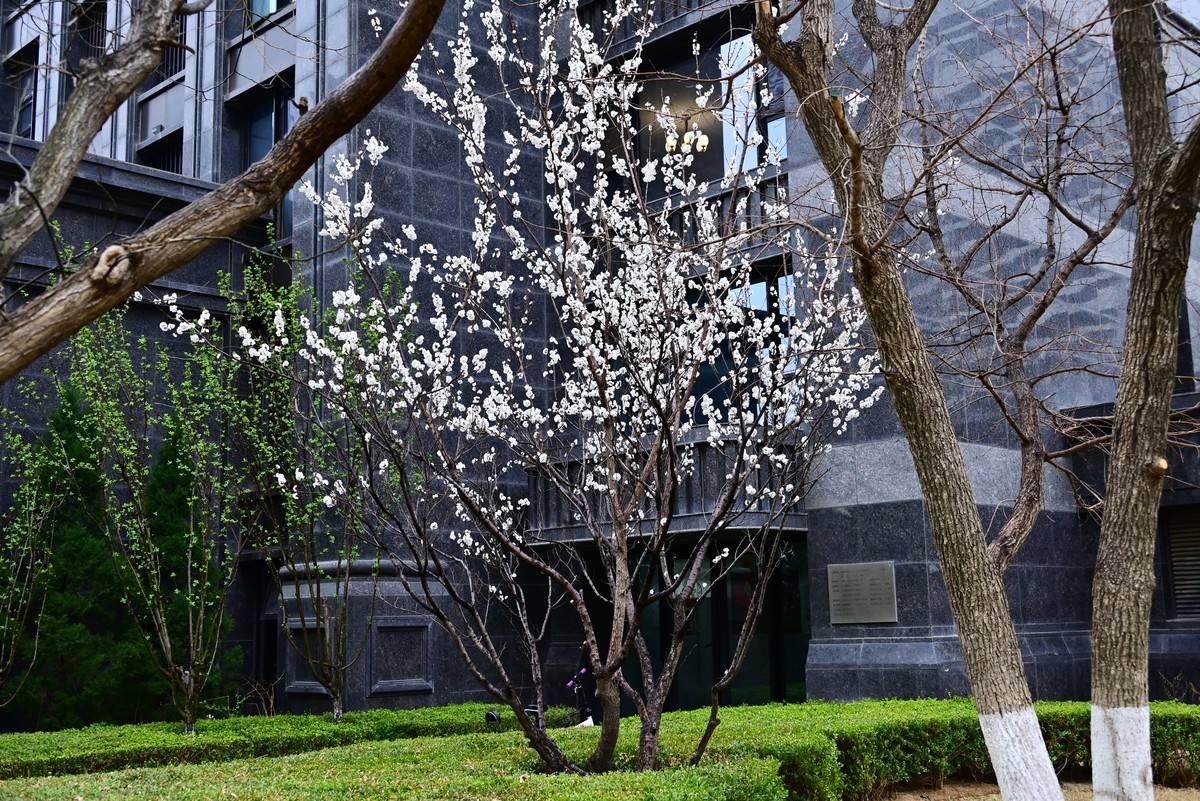 人间四月芳菲尽，小区桃花始盛开