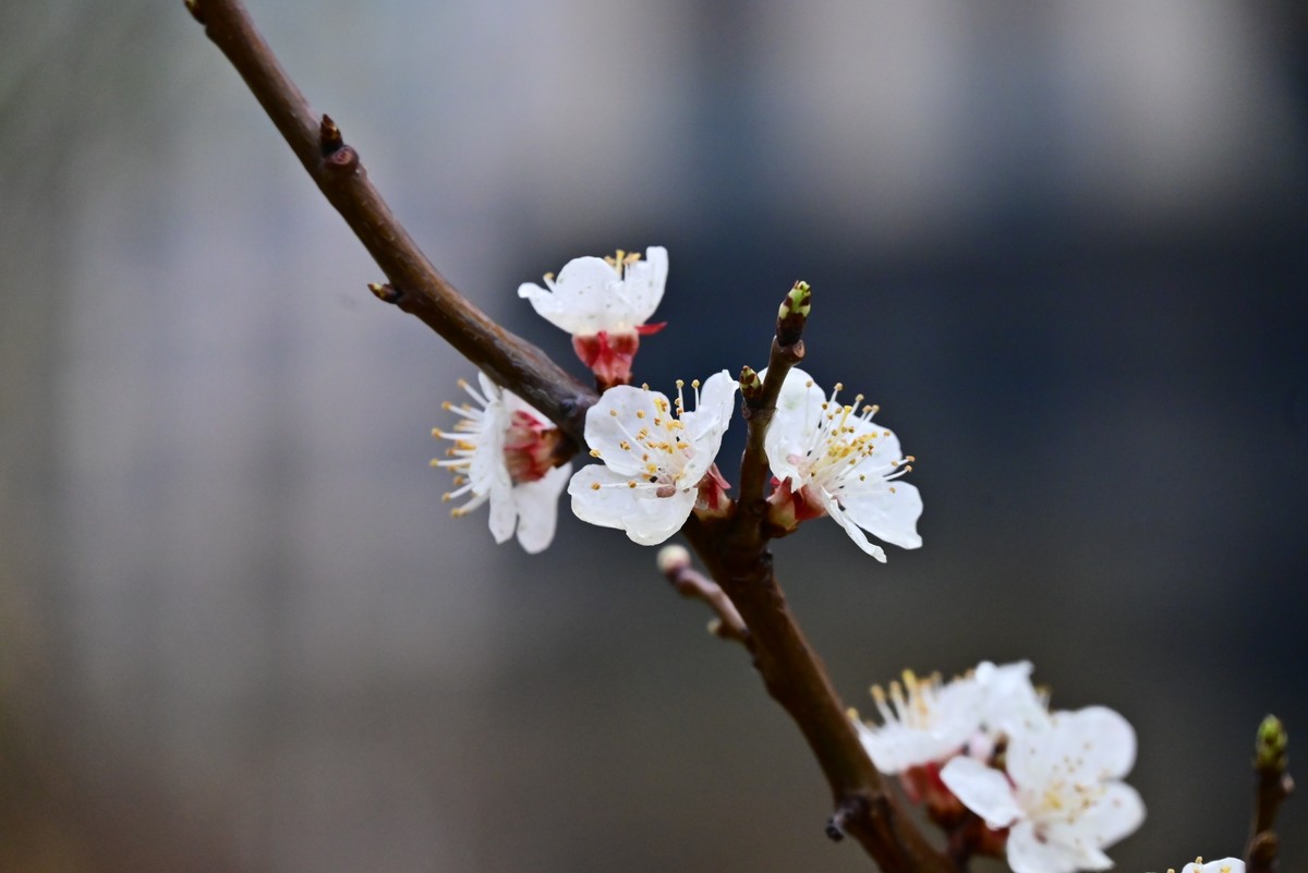 人间四月芳菲尽，小区桃花始盛开
