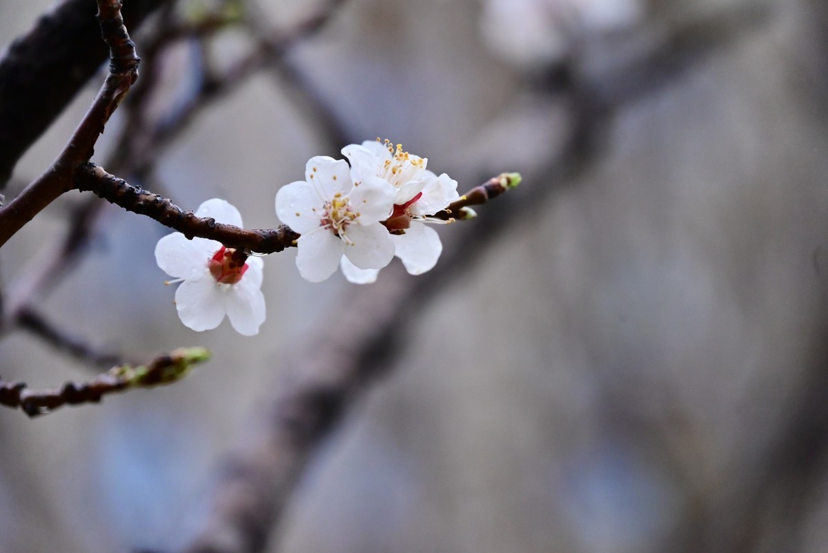 人间四月芳菲尽，小区桃花始盛开