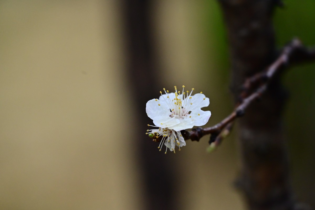 人间四月芳菲尽，小区桃花始盛开