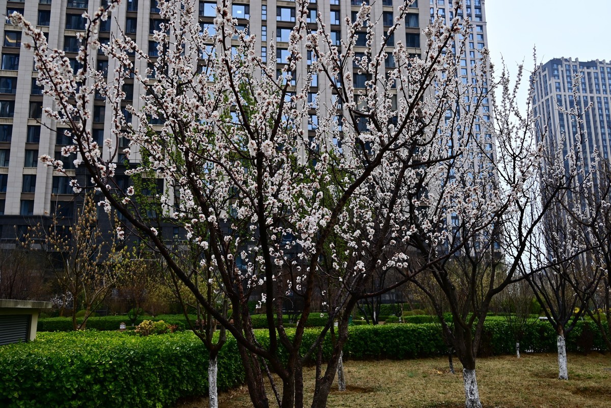 人间四月芳菲尽，小区桃花始盛开