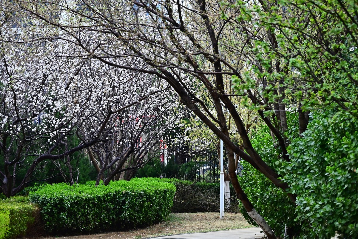 人间四月芳菲尽，小区桃花始盛开