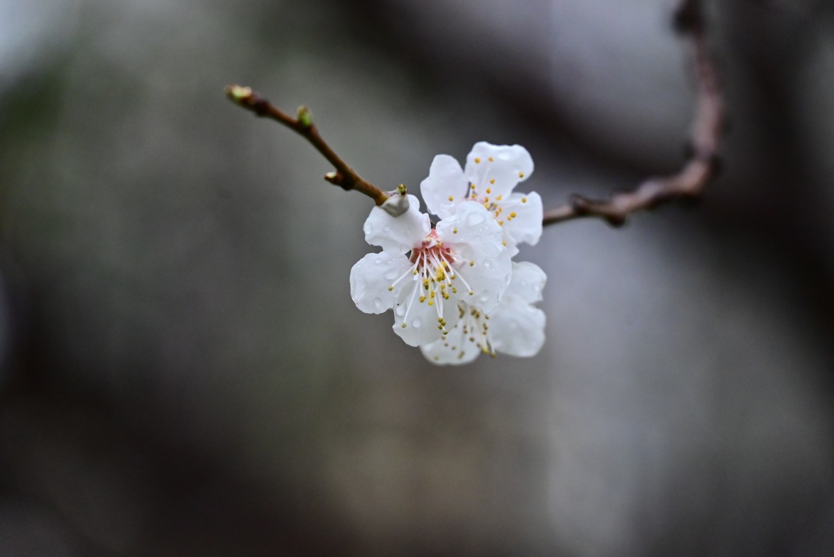人间四月芳菲尽，小区桃花始盛开