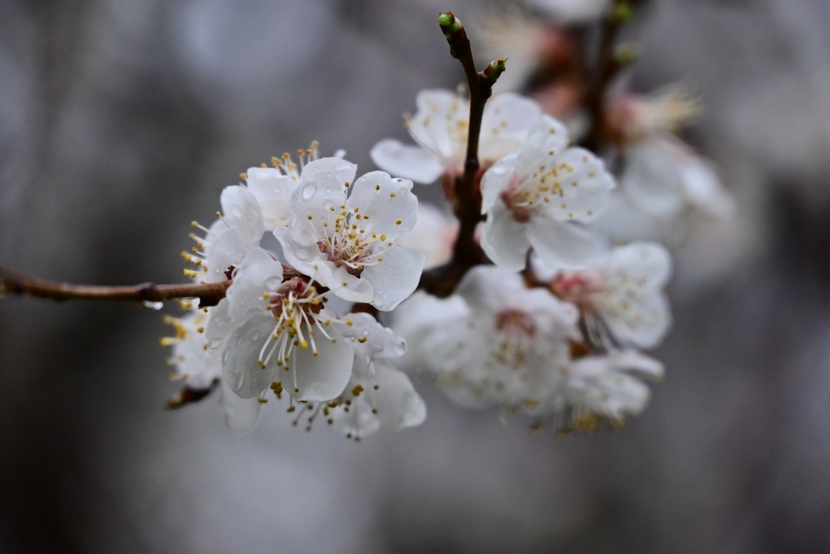 人间四月芳菲尽，小区桃花始盛开
