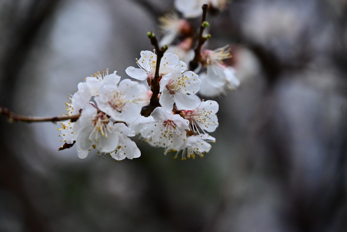 人间四月芳菲尽，小区桃花始盛开