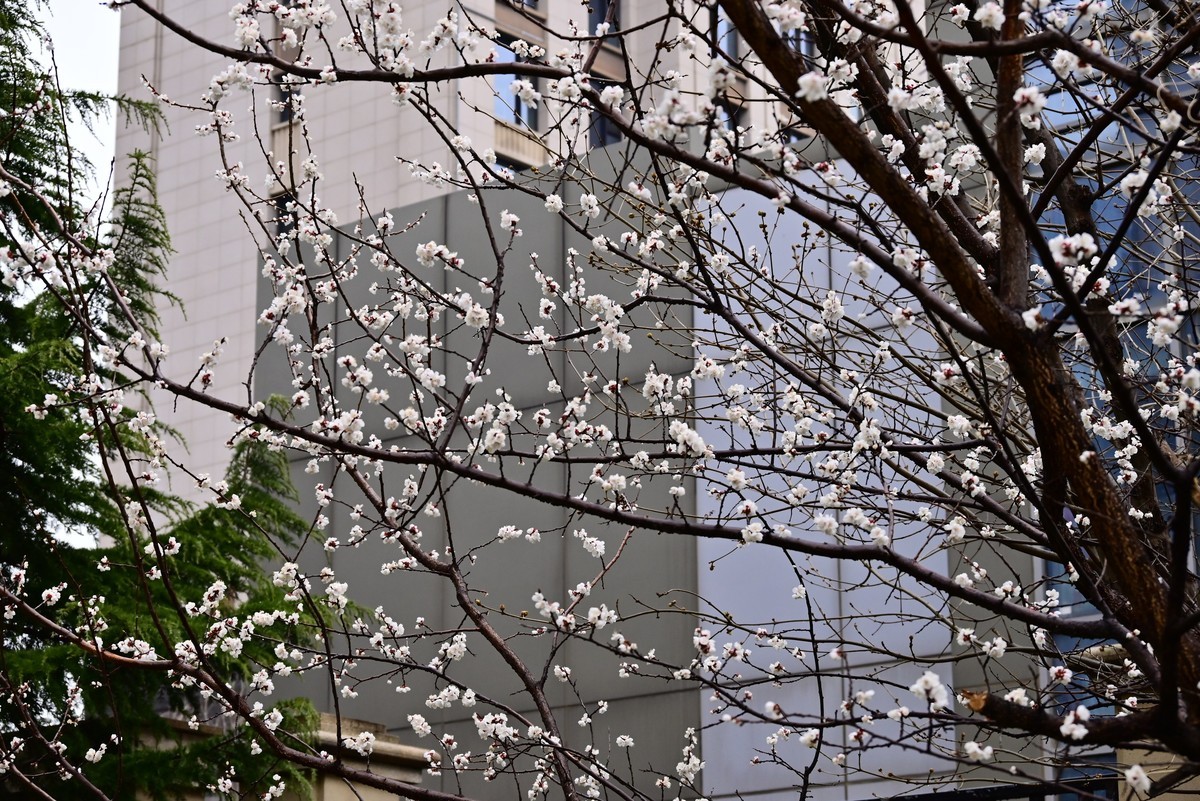 人间四月芳菲尽，小区桃花始盛开