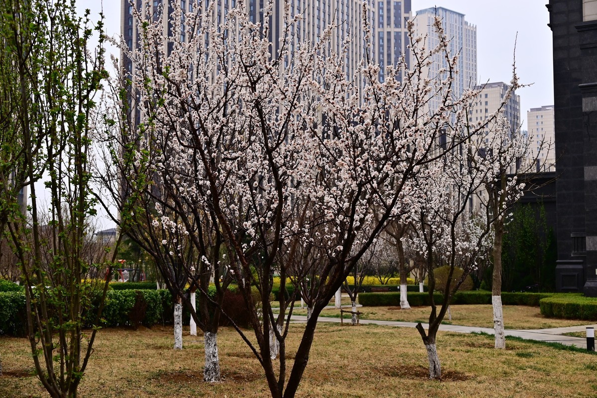人间四月芳菲尽，小区桃花始盛开